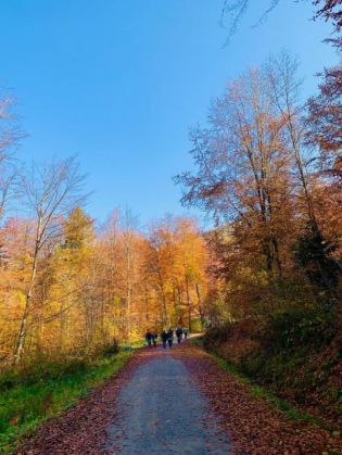 BRAȘOV. La pas pe zona Crucur pentru a le arăta oamenilor ce înseamnă un drum forestier 2 padure_Crucur_274481.jpg