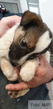 BRAŞOV. Dezinfecţie de urgenţă, după focarul de hepatita A de pe strada Carierei! S-a implicat şi AMP 2 amp 2_275691.jpg