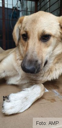 BRAŞOV. Dezinfecţie de urgenţă, după focarul de hepatita A de pe strada Carierei! S-a implicat şi AMP 3 amp 3_275692.jpg