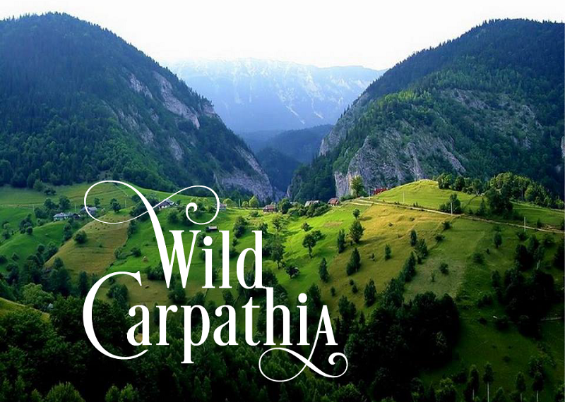 wildcarpathia.png