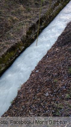 raul timis_278574.jpg