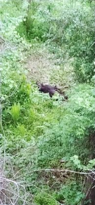 BRAȘOV. Braconieri prinși în FLAGRANT (FOTO) 2 WhatsApp Image 2020-05-15 at 14.17.18_280595.jpeg