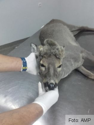 caprior 2_280355.jpg