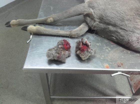 caprior 3_280356.jpg