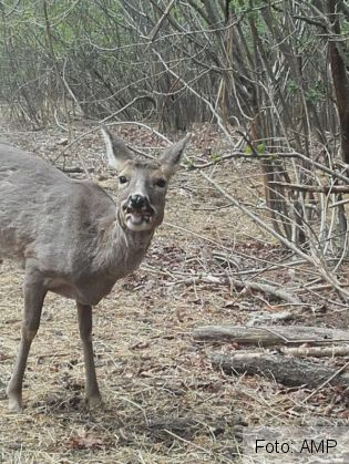 caprior 4_280358.jpg