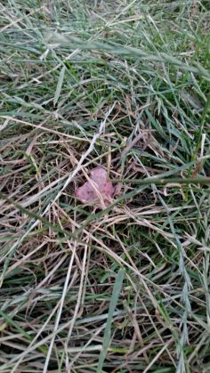 WhatsApp Image 2020-07-16 at 13.19.35_281849.jpeg