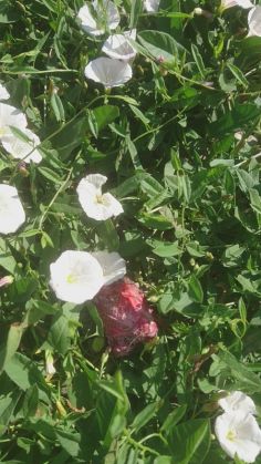 WhatsApp Image 2020-07-16 at 13.19.36_281851.jpeg