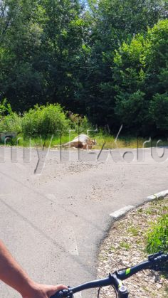 BRAȘOV. Vaci moarte în condiții suspecte, la Cheile Râșnoavei! (Galerie FOTO) 5 WhatsApp Image 2020-07-24 at 12.20.00 (1)_282067.jpeg