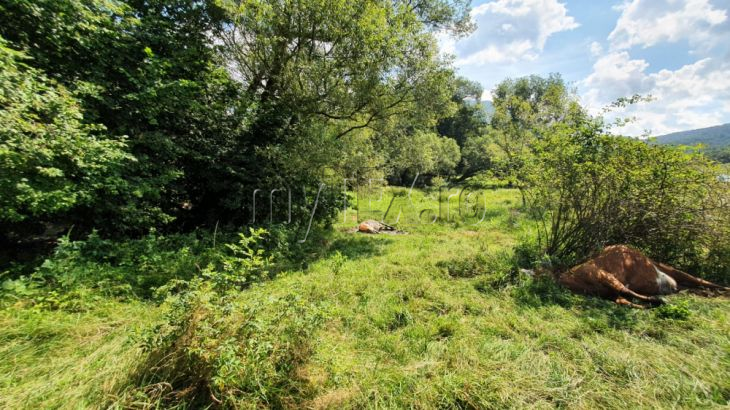 BRAȘOV. Vaci moarte în condiții suspecte, la Cheile Râșnoavei! (Galerie FOTO) 7 WhatsApp Image 2020-07-24 at 12.20.01 (2)_282073.jpeg