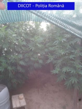 perchezitii 2_282655.jpeg