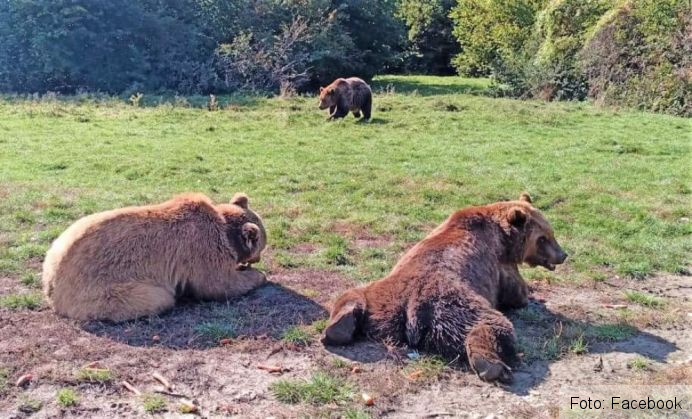 BRAȘOV. COVID-19 închide porțile Sanctuarului de urși, temporar 2 FB_IMG_1603982641731_284158.jpg