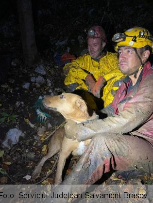 caine salvat 2_283807.jpg