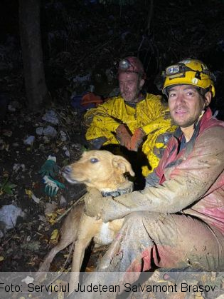 caine salvat 3_283809.jpg