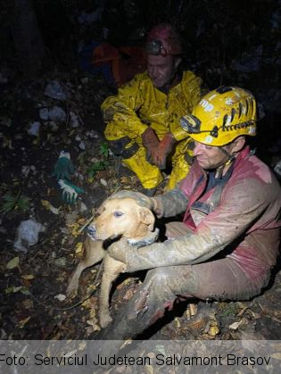 caine salvat_283808.jpg