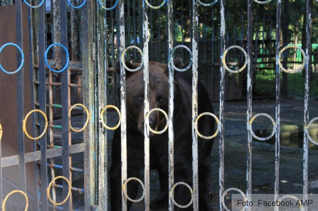 ursi ucraina 2_284247.jpg