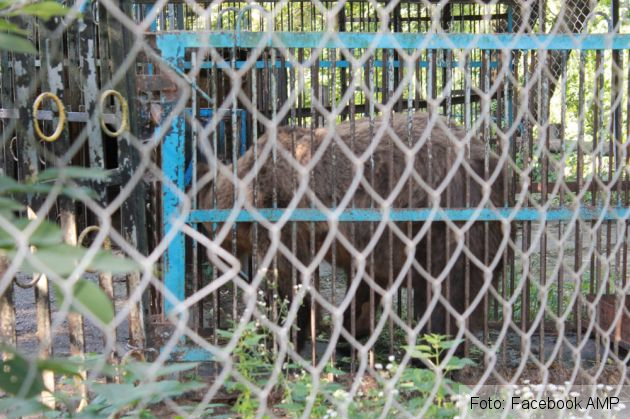 ursi ucraina 3_284246.jpg