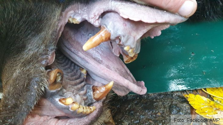 ursi ucraina 4_284248.jpg