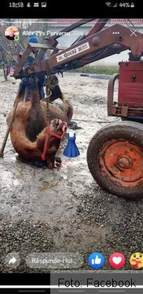 Cercetări demarate la Brașov, pe linia protecției animalelor, după fotografii postate pe internet 2 FB_IMG_1609244764826_285395.jpg