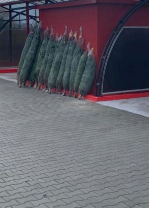 Update. BRAȘOV. Filtre rutiere pentru verificarea transporturilor de pomi de Crăciun 4 WhatsApp Image 2020-12-13 at 12.42.01 (1)_285017.jpeg