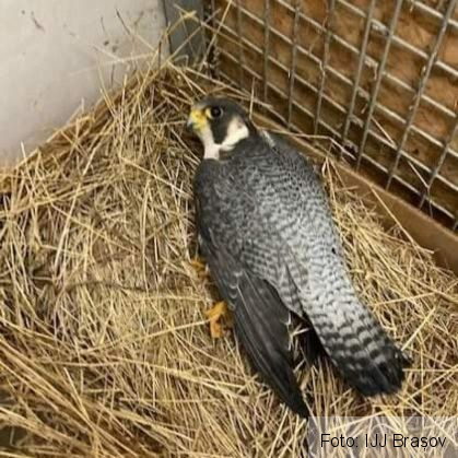 BRAȘOV. Apel la 112, pentru salvarea unui șoim rănit / Intervenție lăudabilă 2 FB_IMG_1609532320655_285448.jpg