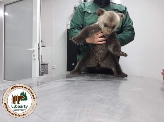 HALUCINANT. Sibiu - Brașov. Salvatori amendați cu 10.000 de lei!!! 3 FB_IMG_1617190688455_287269.jpg