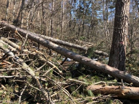 WhatsApp Image 2021-04-05 at 11.31.04_287406.jpeg