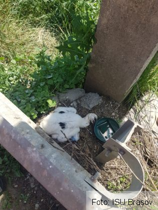 BRAȘOV. Familie de berze, reîntregită cu ajutorul celor de la ISU și Electrica (Galerie FOTO) 2 IMG-20210607-WA0002_288694.jpg