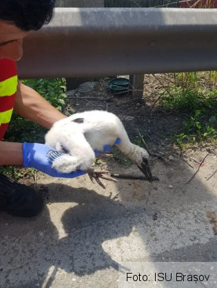 BRAȘOV. Familie de berze, reîntregită cu ajutorul celor de la ISU și Electrica (Galerie FOTO) 3 IMG-20210607-WA0003_288692.jpg