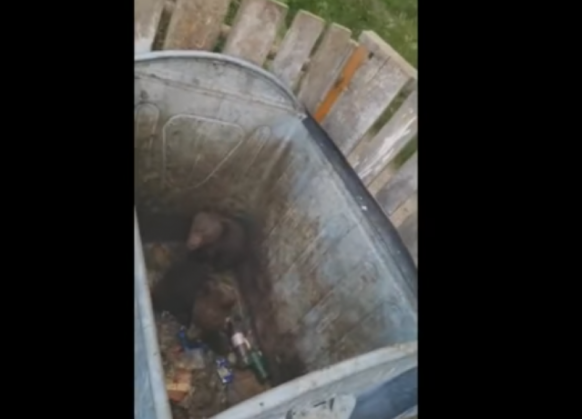 pui de urs_289693.png