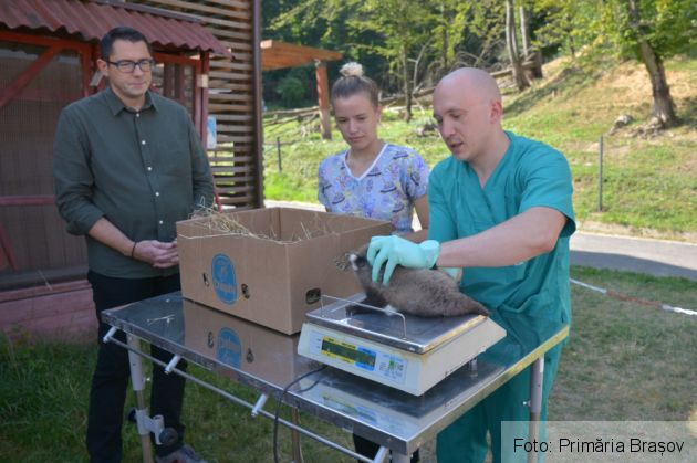 Peggy și Benji au devenit părinți, la ZOO BRAȘOV (Galerie FOTO) 6 WhatsApp Image 2021-08-04 at 13.48.27_290186.jpeg