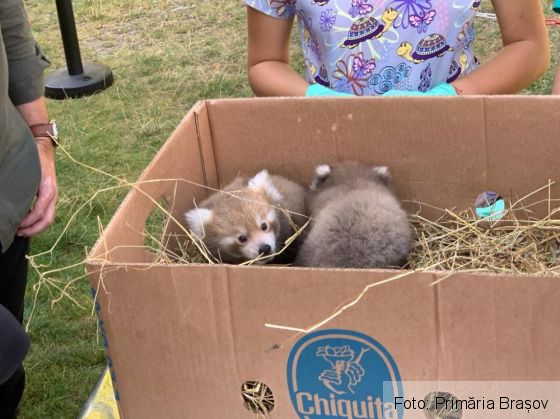 Peggy și Benji au devenit părinți, la ZOO BRAȘOV (Galerie FOTO) 2 WhatsApp Image 2021-08-04 at 13.48.35_290181.jpeg