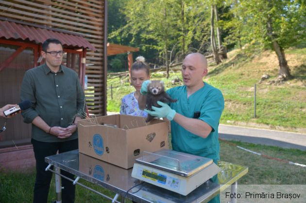 Peggy și Benji au devenit părinți, la ZOO BRAȘOV (Galerie FOTO) 3 WhatsApp Image 2021-08-04 at 13.49.13_290182.jpeg