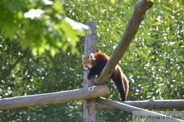 Peggy și Benji au devenit părinți, la ZOO BRAȘOV (Galerie FOTO) 4 WhatsApp Image 2021-08-04 at 13.49.36_290183.jpeg