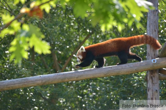 Peggy și Benji au devenit părinți, la ZOO BRAȘOV (Galerie FOTO) 7 WhatsApp Image 2021-08-04 at 13.50.05_290187.jpeg