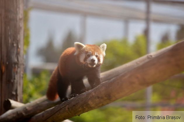 Peggy și Benji au devenit părinți, la ZOO BRAȘOV (Galerie FOTO) 5 WhatsApp Image 2021-08-04 at 13.50.34_290185.jpeg