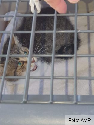 BRAȘOV. Intervenție cu autoscara, la podul din Tractorul, pentru salvarea unei pisicuțe (Galerie FOTO) 4 FB_IMG_1632744115567_291549.jpg