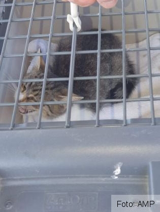 BRAȘOV. Intervenție cu autoscara, la podul din Tractorul, pentru salvarea unei pisicuțe (Galerie FOTO) 6 FB_IMG_1632744117691_291551.jpg