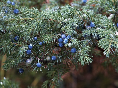 TRATAMENTE NATURSTE. Uite ce valoroase sunt boabele de ienupăr! 1 article_426219_1.jpg