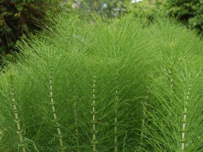 LEACURI NATURISTE. Barba sasului, planta care îţi vindecă rinichii 1 article_427523_1.jpg