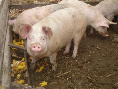 MOARTE GROAZNICĂ. Mâncat de porcii din gospodărie 1 article_429498_1.jpg