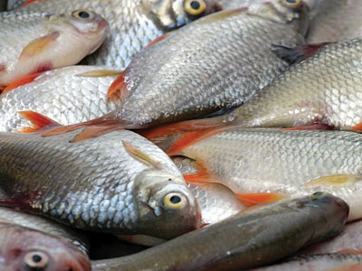 Atenție atunci când cumpărați pește! 1 article_431297_1.jpg