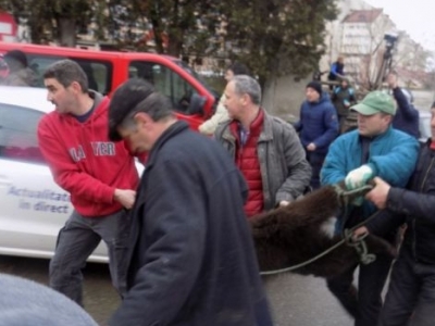 BRAȘOV. Puiul de urs „vânat” pe străzile din Sibiu va fi adus la Zărnești 1 article_431882_1.jpg
