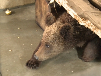 UAU. Ce face „Ursulică” din Sibiu înainte de a sosi la „Libearty” Zărnești?!... 1 article_431994_1.jpg