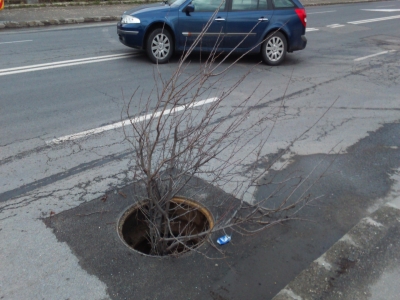 BRAȘOV. Oare cum a putut răsări un copac în gaura asta? 1 article_432168_1.jpg