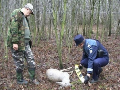 Nouă căprioare au fost găsite moarte pe câmp. Ar fi fost otrăvite 1 article_432208_1.jpg
