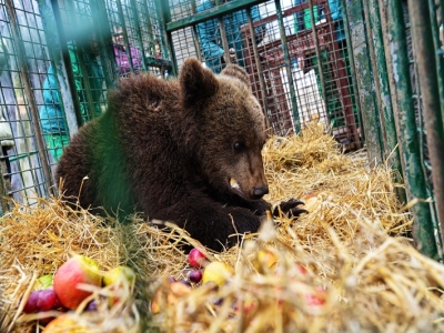 Ursuleţul rătăcit prin Sibiu a ajuns la Zărnești!!! Ce nume are?!... 1 article_432320_1.jpg