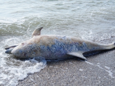Peste 100 de delfini au eșuat pe o plajă din Japonia 1 article_432366_1.jpg