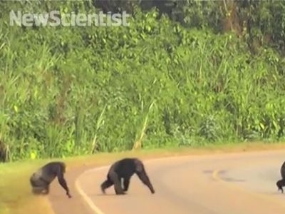 Cimpanzeii din Uganda au învăţat să traverseze corect șoselele 1 article_433464_1.jpg