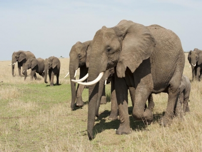 Traficul cu colți de elefant a luat amploare 1 article_433493_1.jpg
