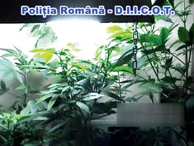 Culturi de cannabis descoperite în Capitală, cu ocazia unor percheziții 1 article_434477_1.jpg